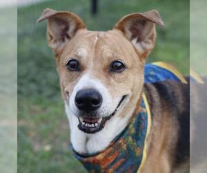 Beagle-Unknown Mix Dogs for adoption in San Antonio, TX, USA