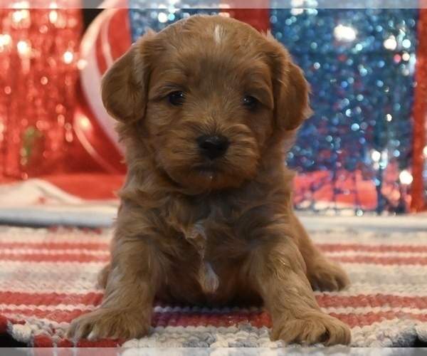Medium Photo #5 Cavapoo (Miniature) Puppy For Sale in GUTHRIE, KY, USA