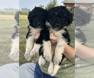 Cadoodle Puppy for sale in FRIENDSVILLE, IL, USA