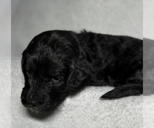 Medium Photo #34 Goldendoodle Puppy For Sale in HOWARD CITY, MI, USA
