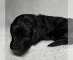 Small Photo #34 Goldendoodle Puppy For Sale in HOWARD CITY, MI, USA