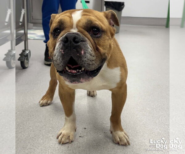Medium Photo #1 Bulldog-Unknown Mix Puppy For Sale in Washington, DC, USA