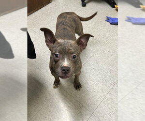 Mutt Dogs for adoption in Plano, TX, USA