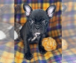 Small #1 Faux Frenchbo Bulldog