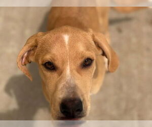 Labrador Retriever-Unknown Mix Dogs for adoption in Tulsa, OK, USA
