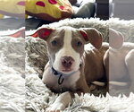 Small #1 American Pit Bull Terrier Mix