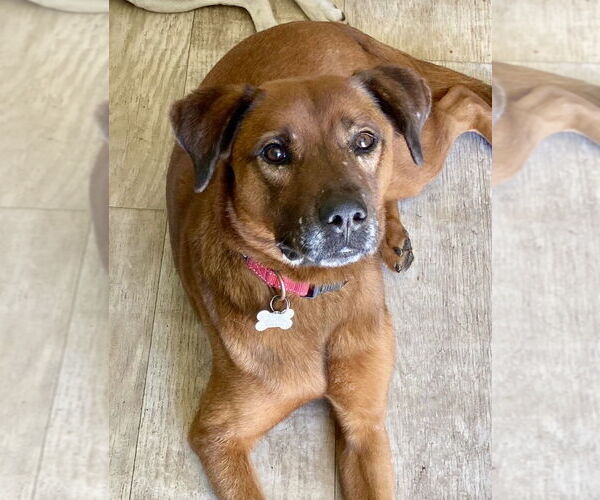 Medium Photo #1 Mutt Puppy For Sale in San Diego, CA, USA