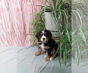 Bernedoodle (Miniature) Puppy for Sale in MILLERSBURG, Ohio USA