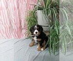 Small Photo #1 Bernedoodle (Miniature) Puppy For Sale in MILLERSBURG, OH, USA