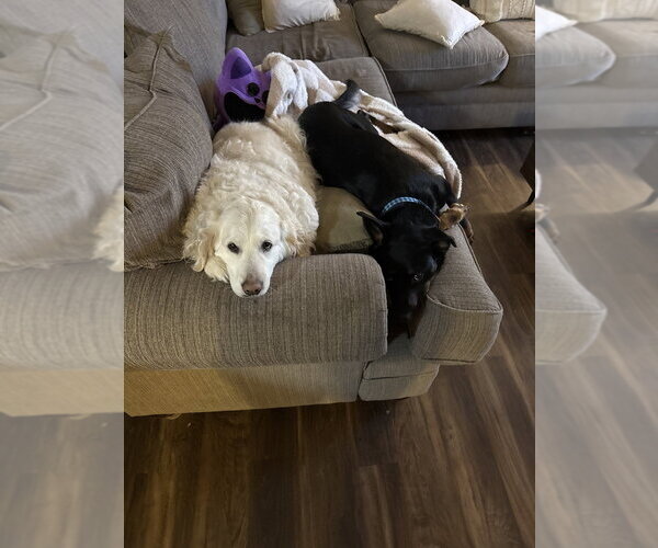 Medium Photo #3 Shepweiller Puppy For Sale in Aurora, IN, USA