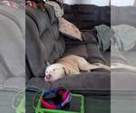 Small #3 Labrador Retriever Mix