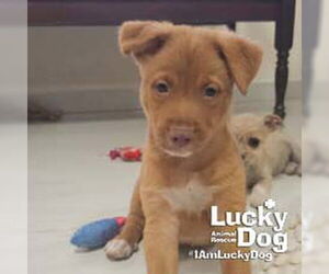 Labrador Retriever-Unknown Mix Dogs for adoption in Washington, DC, USA