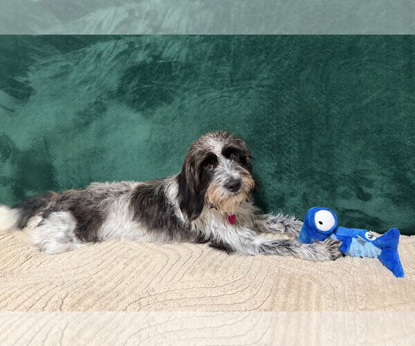 Medium Photo #7 Shih-Poo Puppy For Sale in Arlington, VA, USA