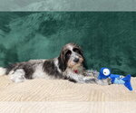 Small #6 Shih-Poo