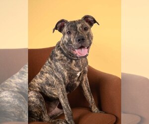 Plott Hound-Unknown Mix Dogs for adoption in Flower Mound, TX, USA