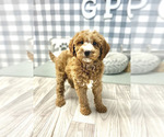Small Photo #4 Goldendoodle-Poodle (Miniature) Mix Puppy For Sale in MARIETTA, GA, USA