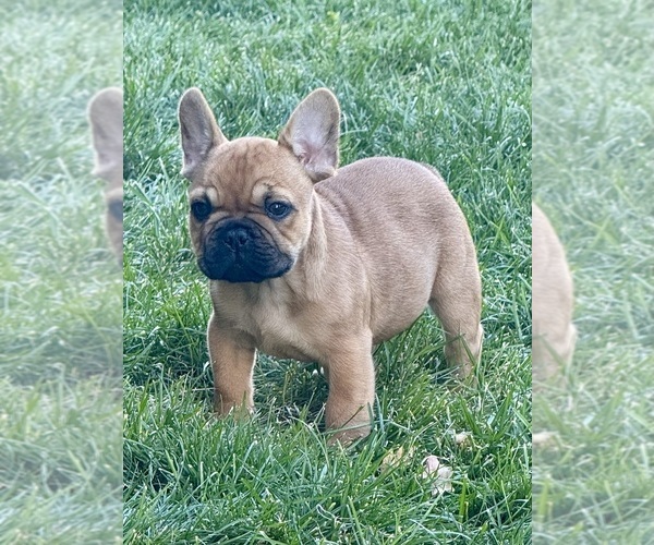 Medium Photo #4 French Bulldog Puppy For Sale in AURORA, CO, USA
