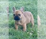 Bruno - Male French Bulldog Puppy for Sale - Photo #4
