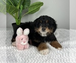 Small #3 Bernedoodle (Miniature)