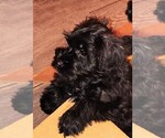 Image preview for Ad Listing. Nickname: AKC Ryan