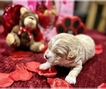 Small Photo #16 Goldendoodle (Miniature) Puppy For Sale in HALTOM CITY, TX, USA