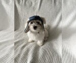 Puppy 1 Maltese