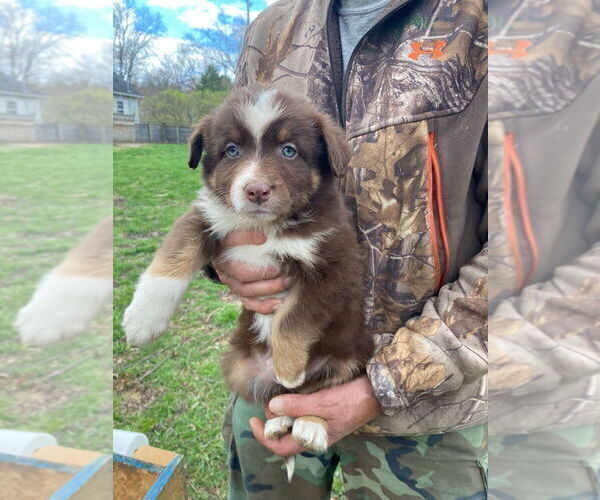 Medium Photo #1 Australian Shepherd Puppy For Sale in TEMPERANCE, MI, USA