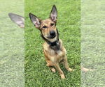 Small #2 German Shepherd Dog