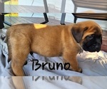 Puppy Puppy 5 Bruno Mastiff