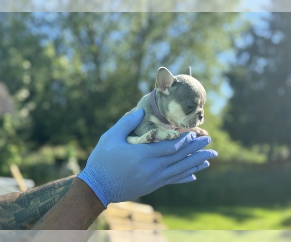 Medium Photo #26 French Bulldog Puppy For Sale in KENT, WA, USA