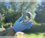 Small #25 French Bulldog