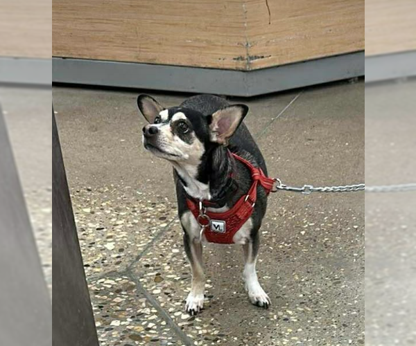 Medium Photo #2 Chihuahua-Unknown Mix Puppy For Sale in Cranston, RI, USA
