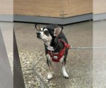 Small #1 Chihuahua Mix