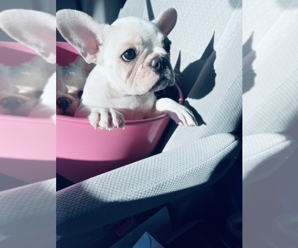 Medium Photo #4 French Bulldog Puppy For Sale in YUCCA VALLEY, CA, USA