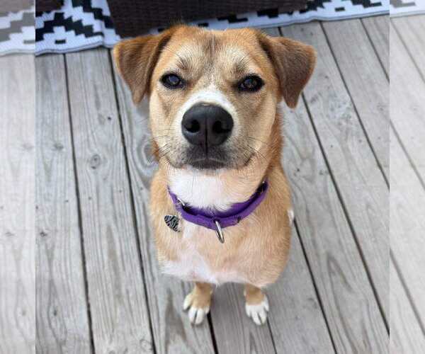 Medium Photo #6 Mutt Puppy For Sale in Fargo, ND, USA