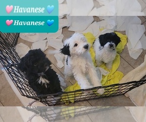 Havanese Litter for sale in TUCSON, AZ, USA