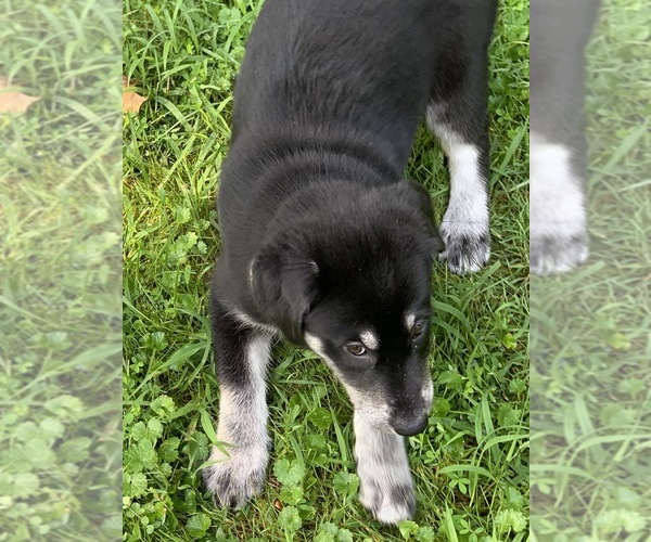 Medium Photo #11 Goberian Puppy For Sale in MORGANTOWN, IN, USA
