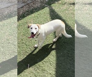 Labrador Retriever-Unknown Mix Dogs for adoption in New Orleans, LA, USA