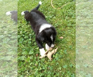Border Collie Puppy for sale in ELLSWORTH, ME, USA