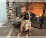 Small Photo #1 Mutt Puppy For Sale in Holly Springs, NC, USA