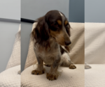 Small #3 Dachshund