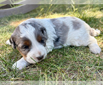Small #5 Bernedoodle (Miniature)