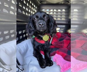 Cocker Spaniel-Dachshund Mix Dogs for adoption in Lake Elsinore, CA, USA