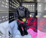 Small Cocker Spaniel-Dachshund Mix