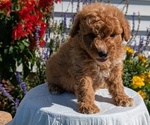 Small #1 Goldendoodle (Miniature)