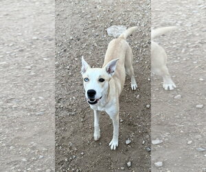 Chauncy - Female Carolina Dog-Siberian Husky Mix Dog for Adoption - Photo #3