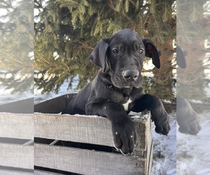 Great Dane Puppy for sale in MIDDLEBURY, IN, USA