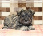 Small #1 Schnauzer (Miniature)