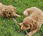 Small Photo #11 Golden Retriever Puppy For Sale in EARLHAM, IA, USA