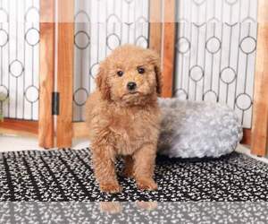 Goldendoodle (Miniature) Puppy for sale in NAPLES, FL, USA